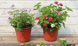 青岛小三爆料视频最新,惊人内幕揭露婚姻危机