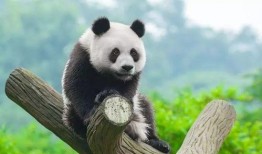 林嘟嘟大熊猫的最新爆料,最新动态与幕后故事大公开