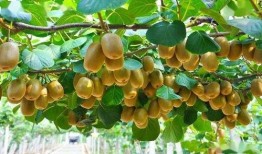 猕猴桃爆料新闻报道,揭秘猕猴桃产业的秘密与挑战