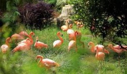 昆明植物园爆料案件最新,惊现神秘涉案者，真相即将揭晓