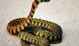 娱乐吃瓜酱蛇,揭秘娱乐圈背后的秘密与八卦