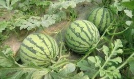 西瓜特效娱乐圈爆料,明星幕后故事大揭秘