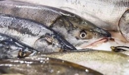 新闻爆料海鱼事件真相揭秘,揭开神秘面纱背后的真相