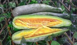 网红爆料吃瓜988,揭秘吃瓜988背后的惊人真相