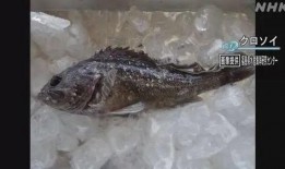 新闻爆料海鱼事件真相揭秘,揭开神秘面纱背后的真相