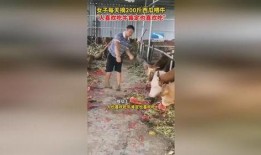 天天吃网红瓜会胖吗女生