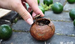 陈皮白茶爆料方法视频,视频揭秘传统茶艺魅力