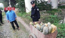 甘谷网红吃瓜事件视频,一场网络狂欢背后的真相揭秘