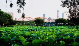 长春荷园路最新爆料,揭秘荷园路改造背后的故事