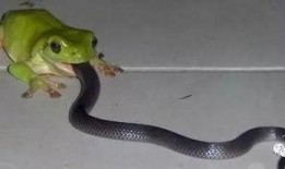 娱乐吃瓜酱蛇,揭秘娱乐圈背后的秘密与八卦